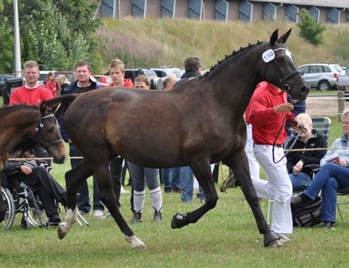 Zarina følskue 2010